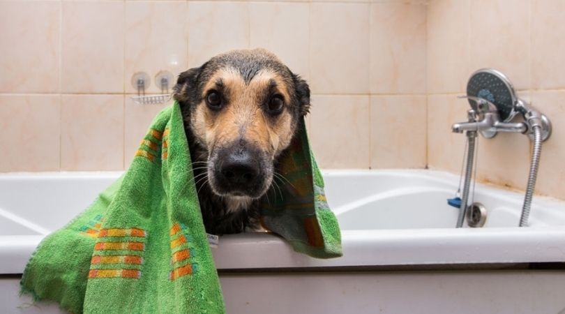 Pet Stain And Odor Removal in San Antonio
