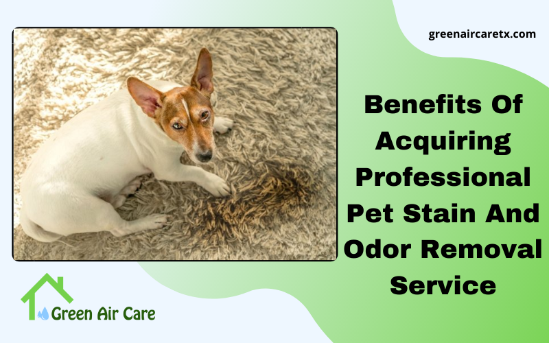 Benefits Of Acquiring Professional Pet Stain And Odor Removal Service