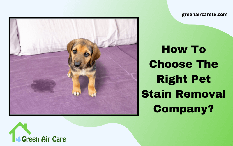 How To Choose The Right Pet Stain Removal Company?