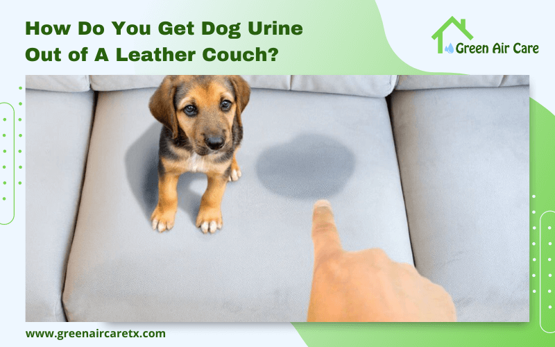 How Do You Get Dog Urine Out of A Leather Couch?